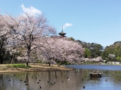 さくら咲く春の『横浜大満喫の旅』